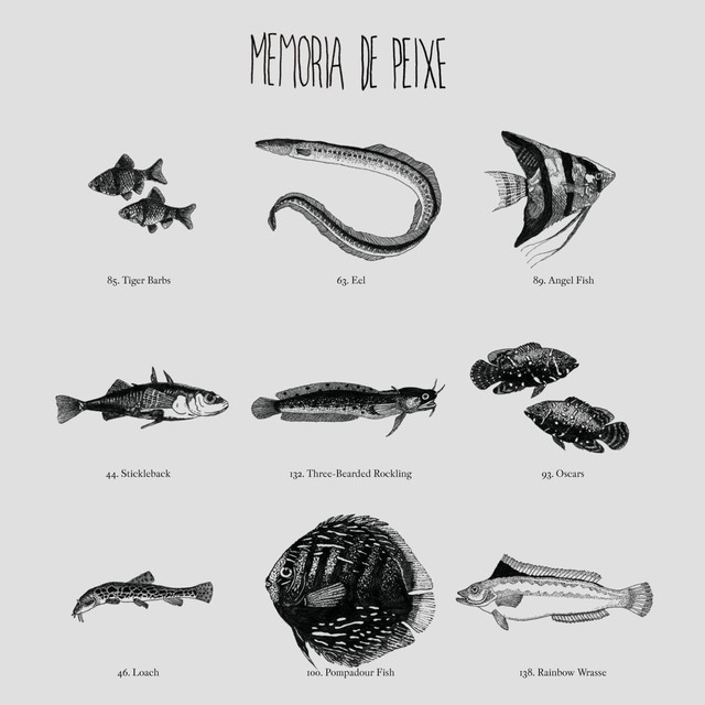 Memória De Peixe Photo