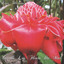 Cueille Les Fleurs Du Mal Albumcover