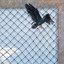 The Net cover