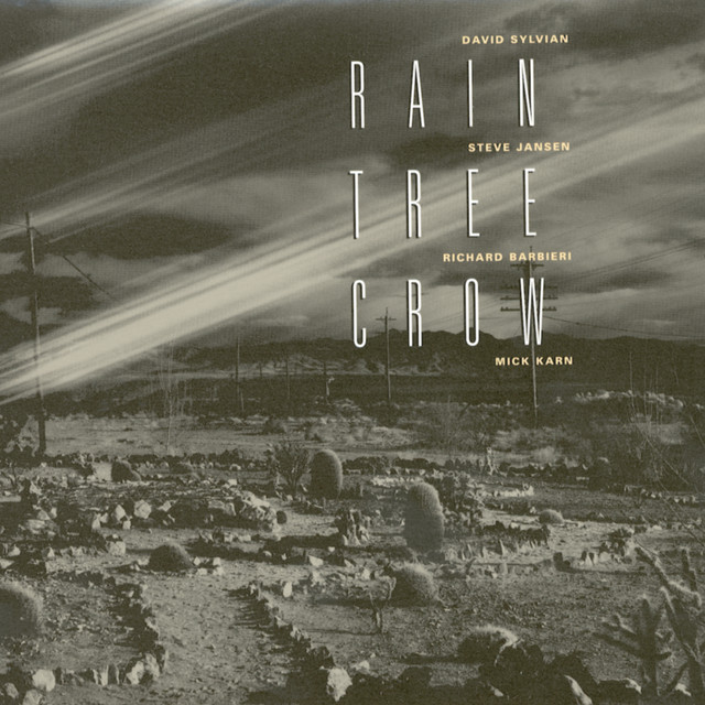 Rain Tree Crow Photo