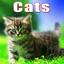 Animals: Cats Albumcover
