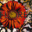 Flores Albumcover