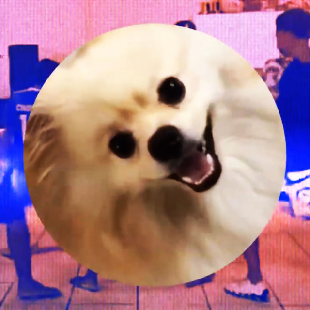 funk-do-cachorrinho-fiadaputa-by-melted-videos-on-spotify