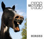 Horses Albumcover
