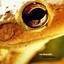 Amphibialien Albumcover
