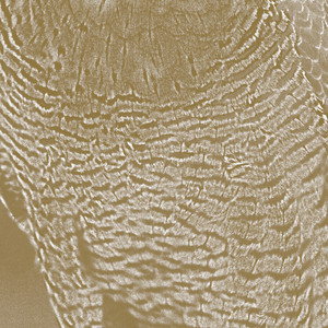 The Peregrine cover