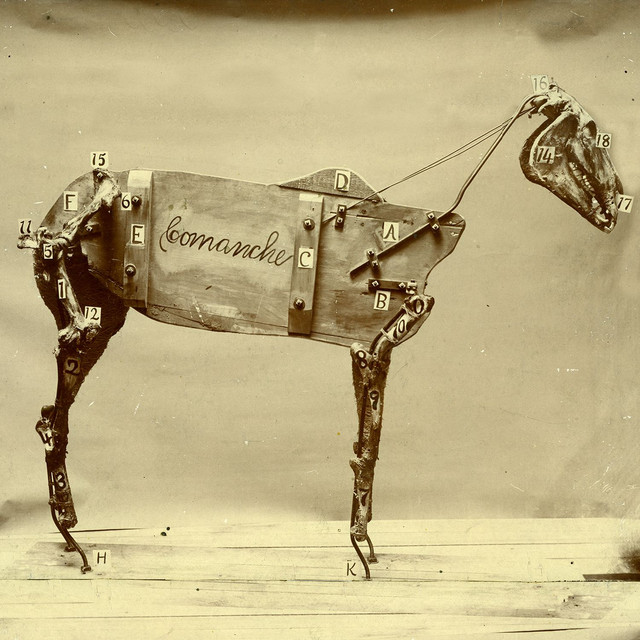 The Horse Comanche cover