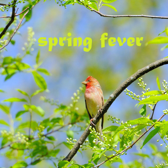 Spring Fever Photo