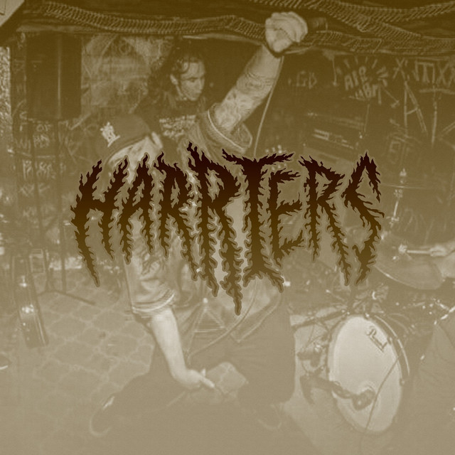 Harriers Photo