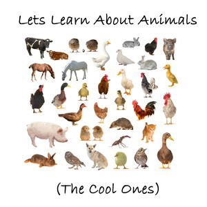 Let's Learn About Animals (The Cool Ones) cover