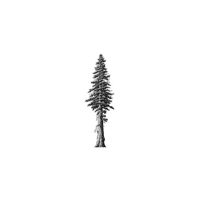 Redwood photo