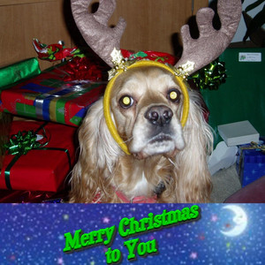Merry Christmas to You album
