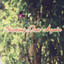 Starting Over Again Albumcover
