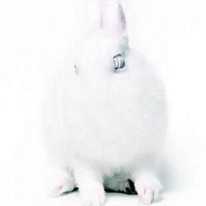 White Lies album