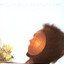 POSITIVELY PAROXYSMIC Albumcover
