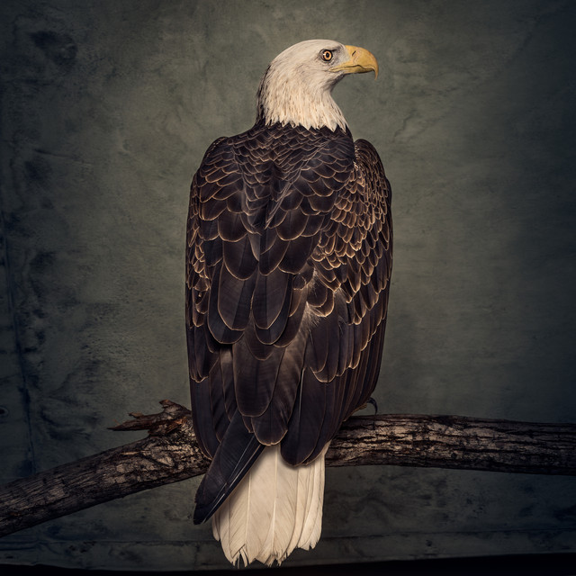 Book Of Bad Decisions cover