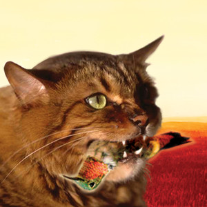 The Meowstro Sings: Guster's Keep It Together album