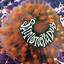 Salmonella Dub cover