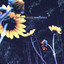 Sunflower cover