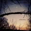 Woodland Alcoves Albumcover