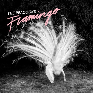 Flamingo cover