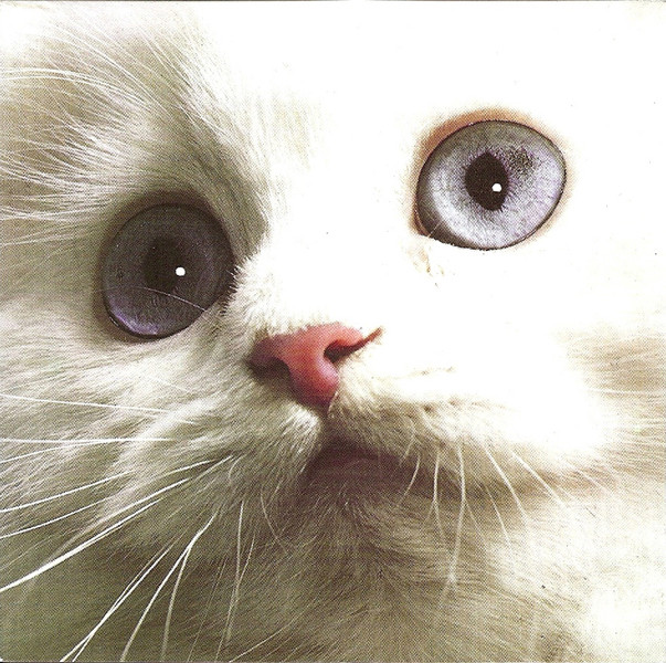 Misty Dixon Photo