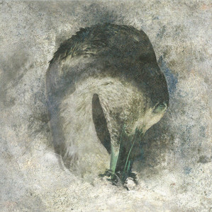 Ashes cover