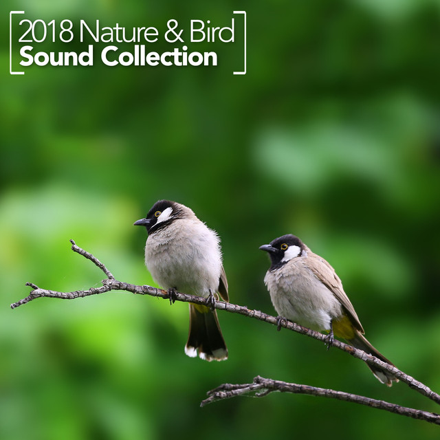 2018 Nature & Bird Sound Collection