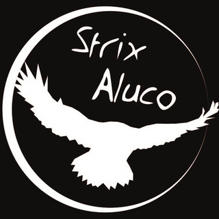 Strix Aluco Photo