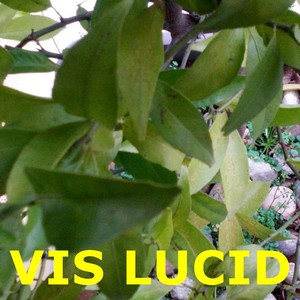 Jackson visător