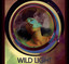 Adult Nights cover