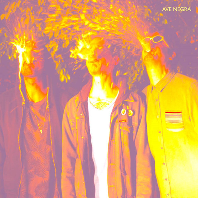 Ave Negra Photo