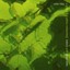 A Green And A Yellow Melancholy Albumcover