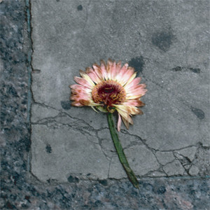 The Euphoria of Disobedience cover