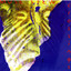 Crossings Albumcover