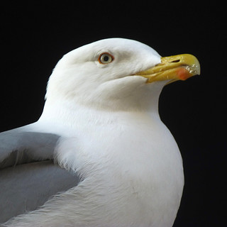 Kettel Photo