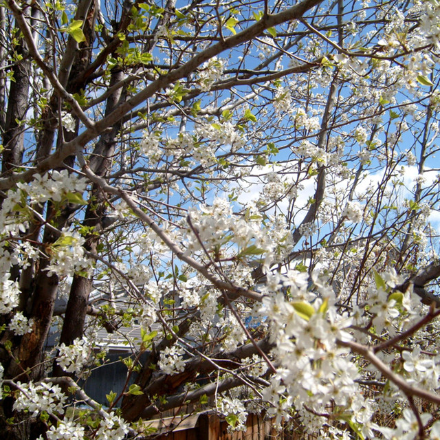Cherry Blossoms Albumcover