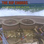 Cobra Beach Albumcover