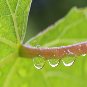 Calming Rain Sounds - Relax, Unwind & Drift Off album