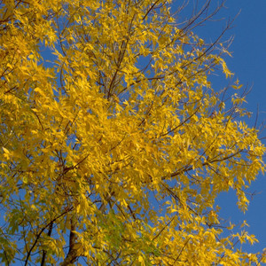 Vincent Tompa's Rhythm Church