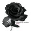 Rose Albumcover