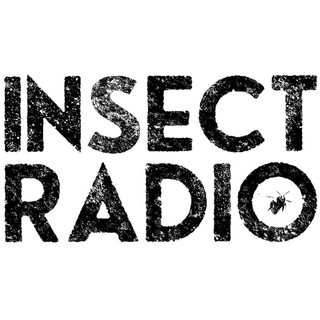 Insect Radio Photo