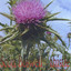 Thistle Albumcover