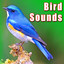 Bird Sounds Albumcover