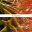 Cançons Albumcover