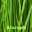 Alaraph Albumcover