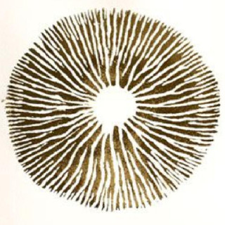 Psilosamples Photo