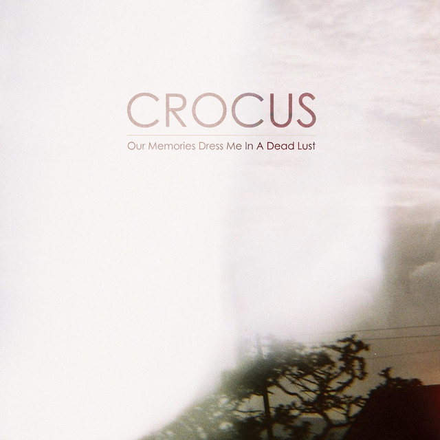 Crocus Photo