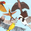 Looks at the Bird Albumcover
