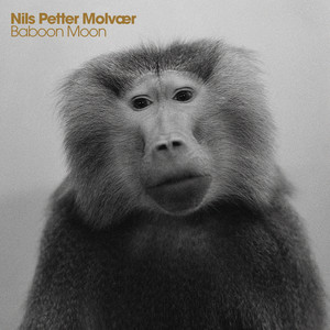 Baboon Moon cover